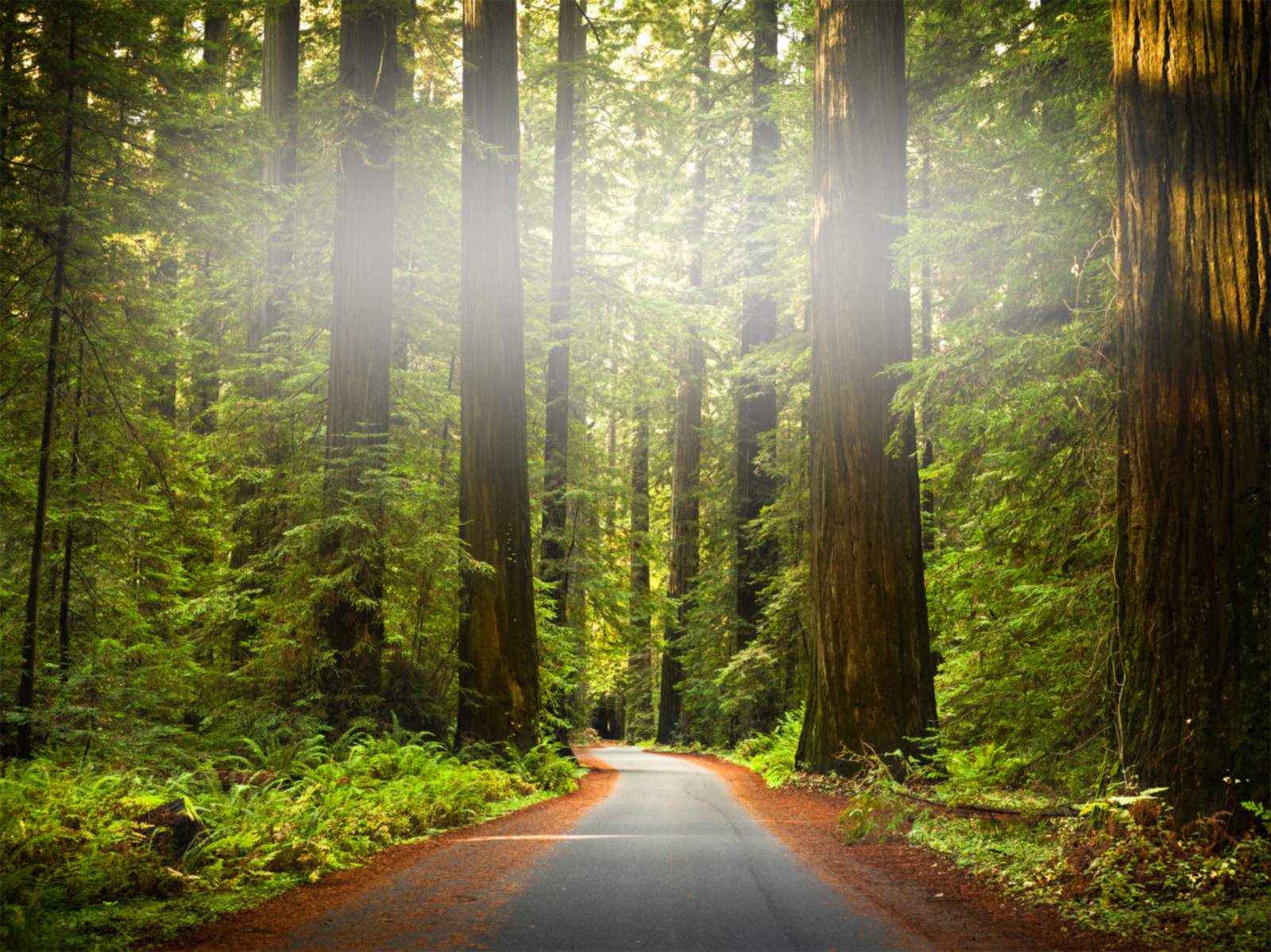 Sunlit redwood forest road