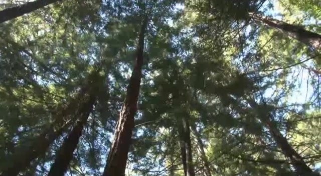 Looking up at tall trees in a misty forest, scene from Into the Twilight Haze